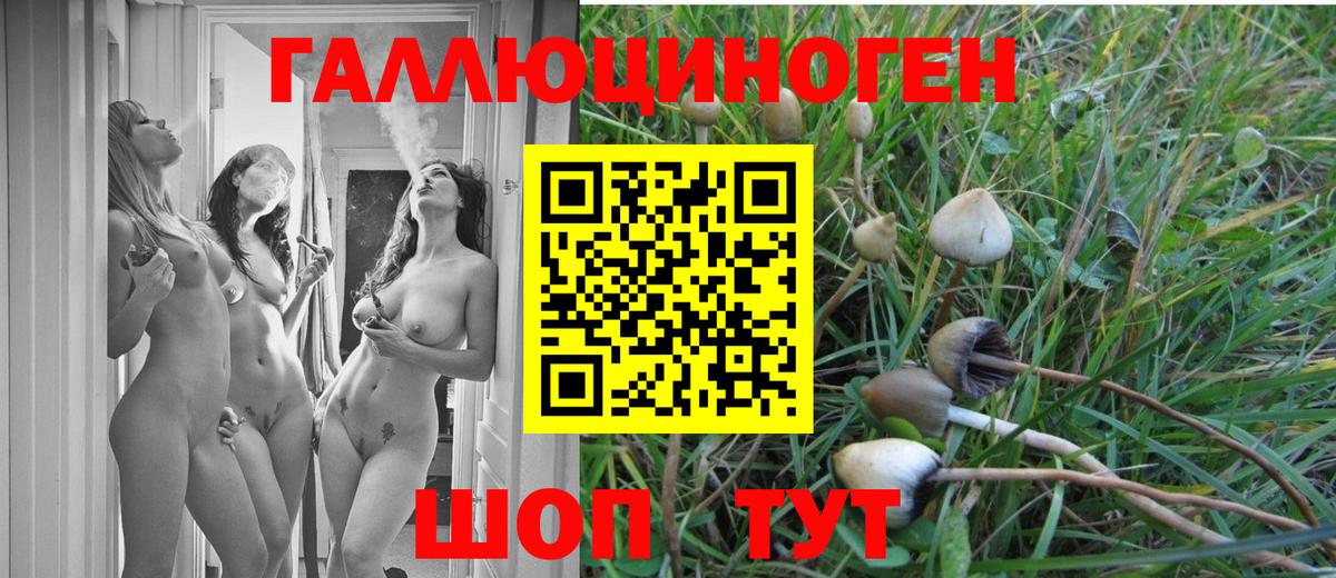 купить   Котовск  Галлюциногенные грибы Cubensis 